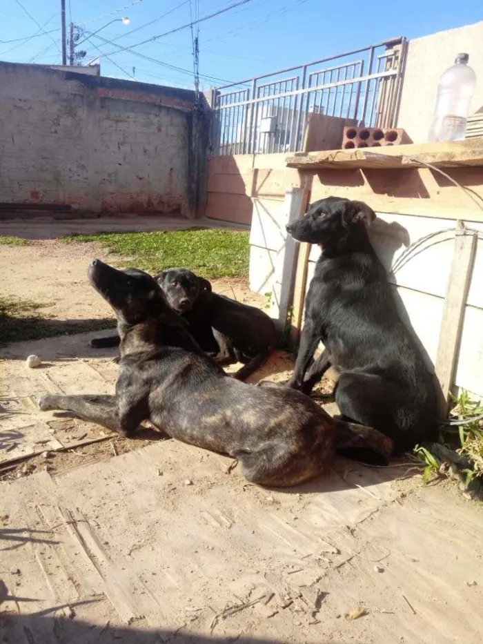 Cachorro ra a Vira lata idade 1 ano nome Tufao princesa e miu