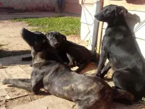 Cachorro raça Vira lata idade 1 ano nome Tufao princesa e miu