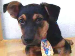 Cachorro raça SRD idade 2 a 6 meses nome Thor