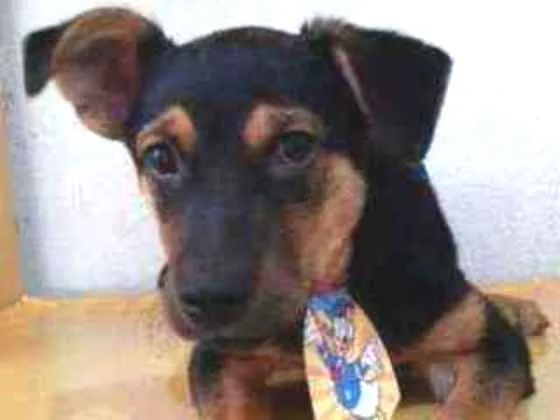 Cachorro raça SRD idade 2 a 6 meses nome Thor