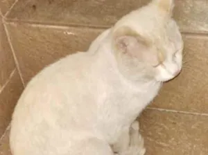 Gato raça Srd idade 1 ano nome Polar lindo demais 