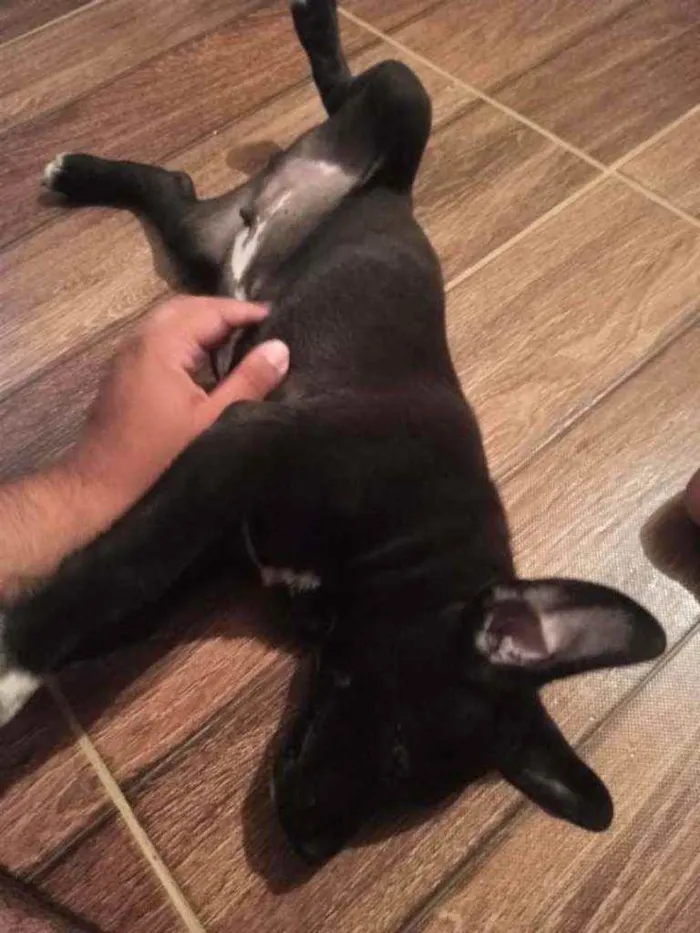 Cachorro raça Mestiço idade 7 a 11 meses nome Geraldo
