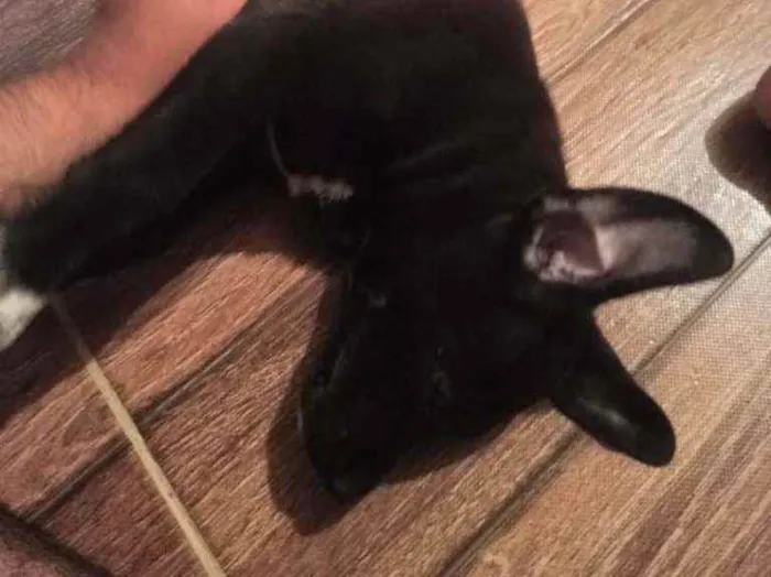 Cachorro raça Mestiço idade 7 a 11 meses nome Geraldo