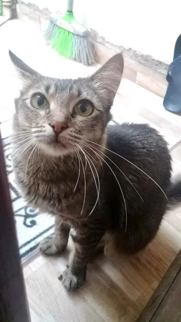 Gato raça Srd idade 1 ano nome Miumiu linda gatinha