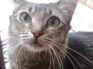 Gato raça Srd idade 1 ano nome Miumiu linda gatinha