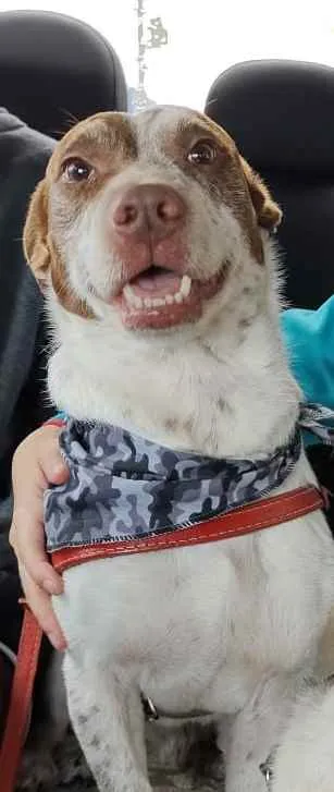 Cachorro ra a SRD idade 3 anos nome Marquinho