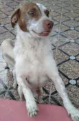 Marquinho
