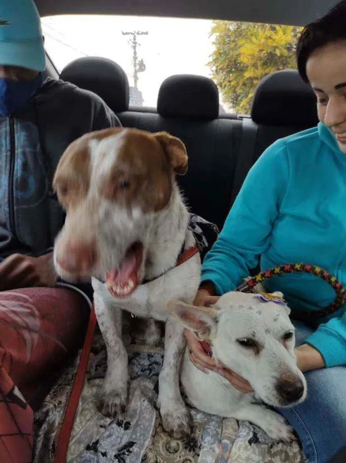 Cachorro ra a SRD idade 3 anos nome Marquinho