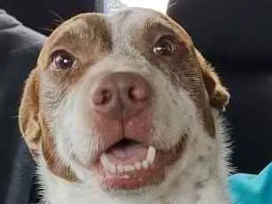 Cachorro ra a SRD idade 3 anos nome Marquinho