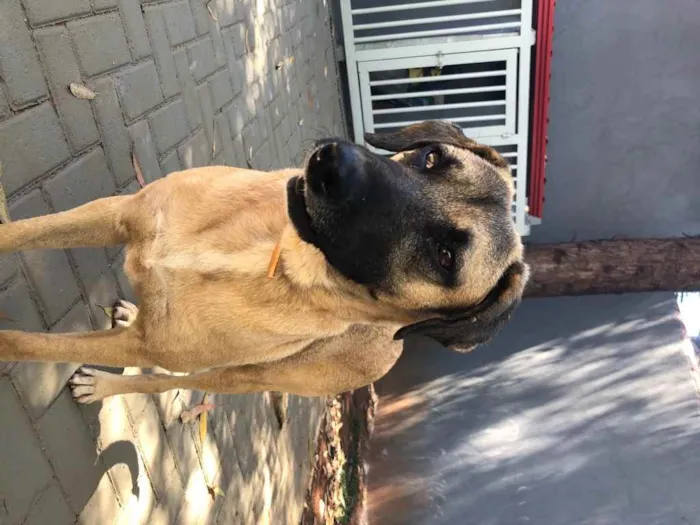 Cachorro ra a Sem raça  idade 2 anos nome Guerreiro
