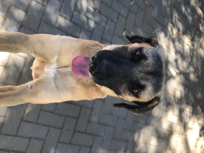 Cachorro ra a Sem raça  idade 2 anos nome Guerreiro