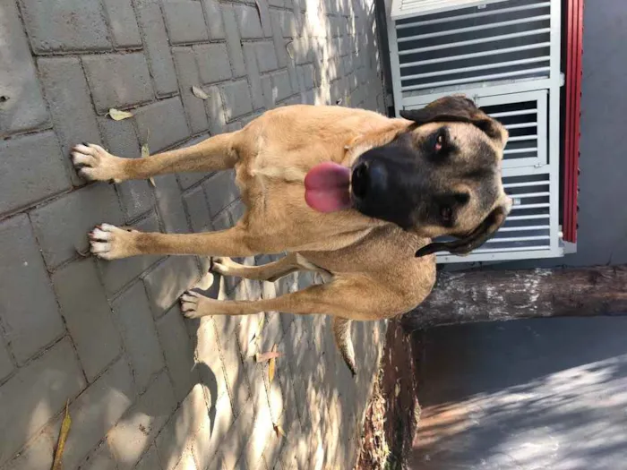 Cachorro ra a Sem raça  idade 2 anos nome Guerreiro