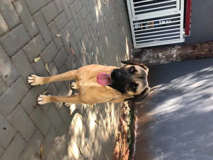 Cachorro ra a Sem raça  idade 2 anos nome Guerreiro