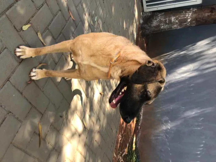 Cachorro ra a Sem raça  idade 2 anos nome Guerreiro