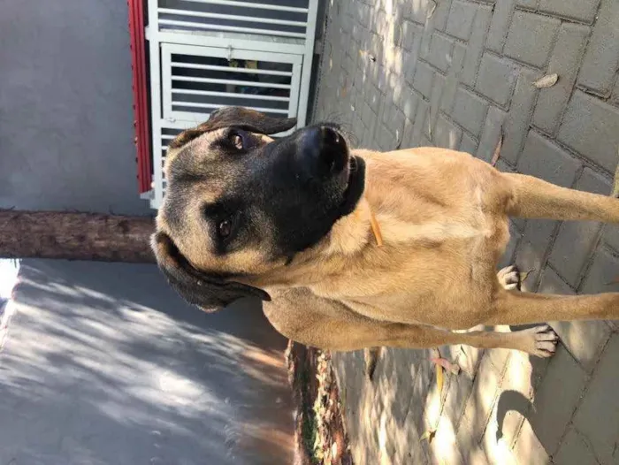 Cachorro ra a Sem raça  idade 2 anos nome Guerreiro