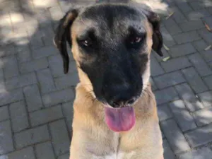 Cachorro raça Sem raça  idade 2 anos nome Guerreiro