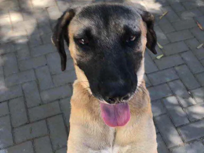 Cachorro ra a Sem raça  idade 2 anos nome Guerreiro
