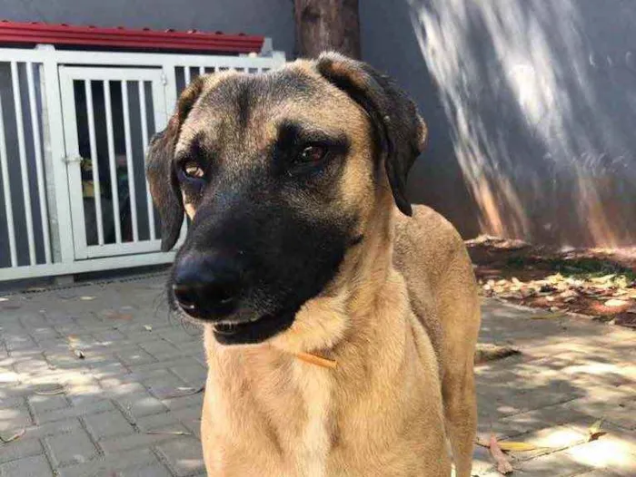 Cachorro ra a Sem raça  idade 2 anos nome Guerreiro