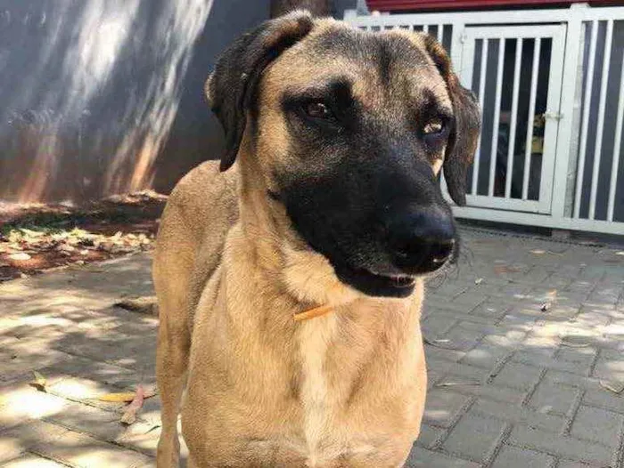 Cachorro ra a Sem raça  idade 2 anos nome Guerreiro