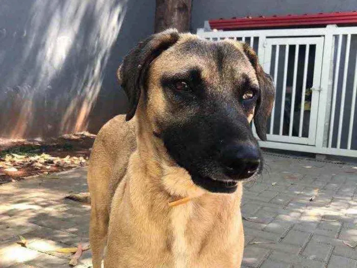 Cachorro ra a Sem raça  idade 2 anos nome Guerreiro