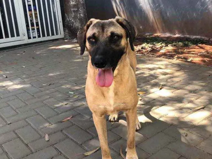 Cachorro ra a Sem raça  idade 2 anos nome Guerreiro