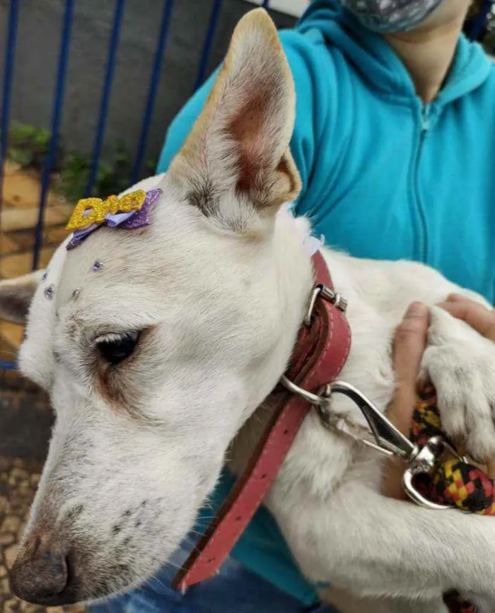 Cachorro ra a SRD idade 4 anos nome Maria
