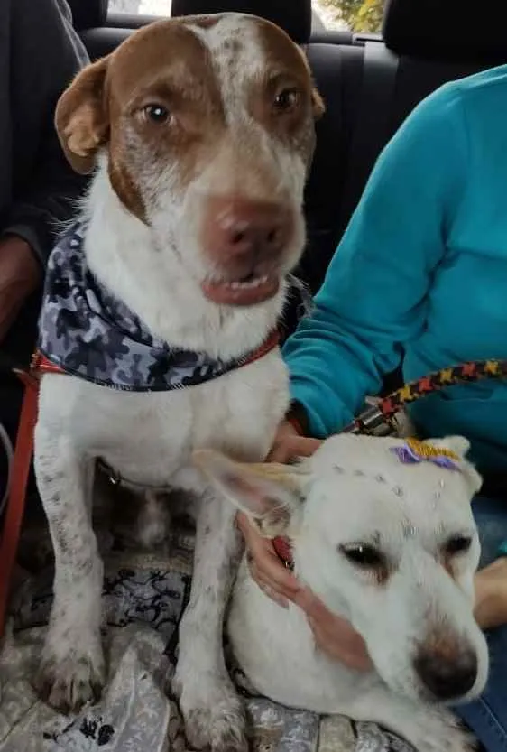 Cachorro ra a SRD idade 4 anos nome Maria