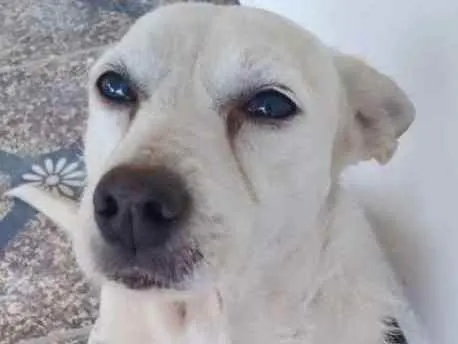 Cachorro ra a SRD idade 4 anos nome Maria