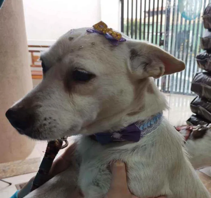 Cachorro ra a SRD idade 4 anos nome Maria