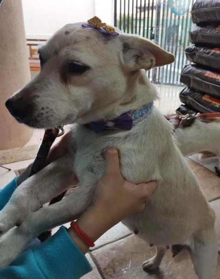 Cachorro ra a SRD idade 4 anos nome Maria