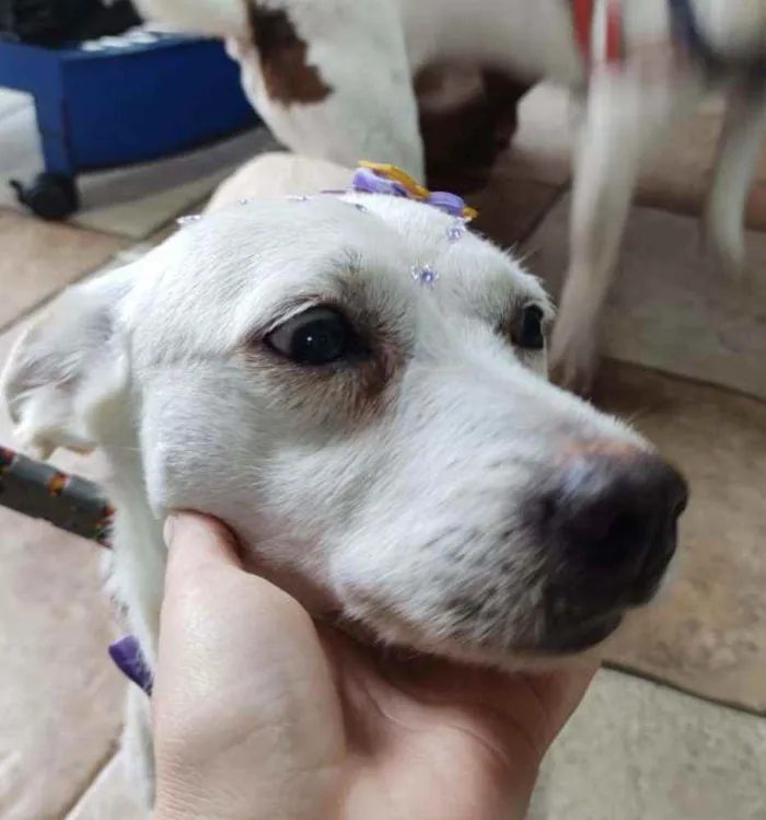 Cachorro ra a SRD idade 4 anos nome Maria