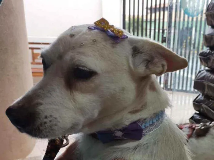 Cachorro ra a SRD idade 4 anos nome Maria