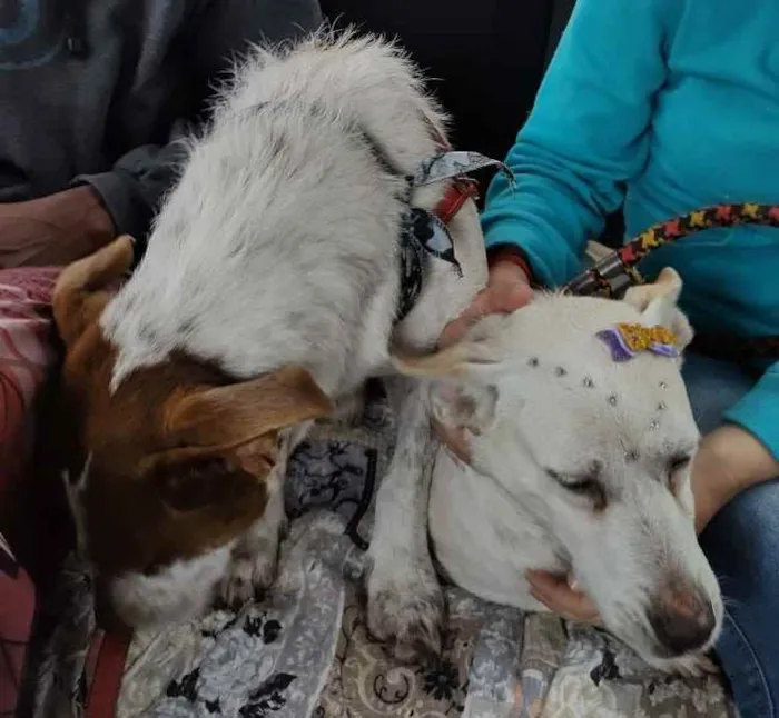 Cachorro ra a SRD idade 4 anos nome Maria e Marquinho