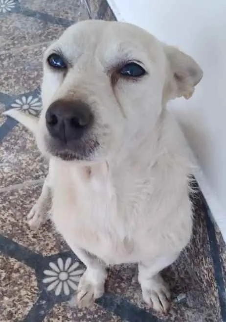 Cachorro ra a SRD idade 4 anos nome Maria e Marquinho