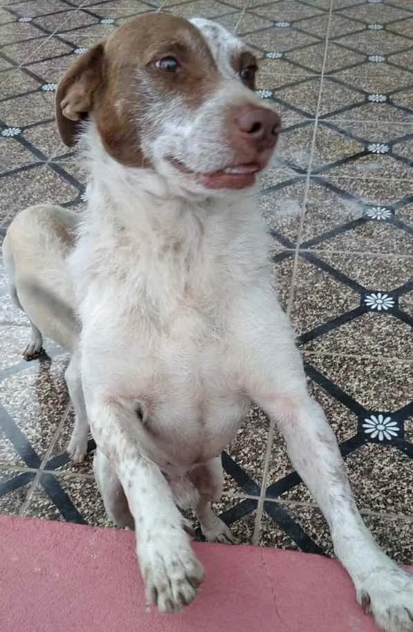 Cachorro ra a SRD idade 4 anos nome Maria e Marquinho