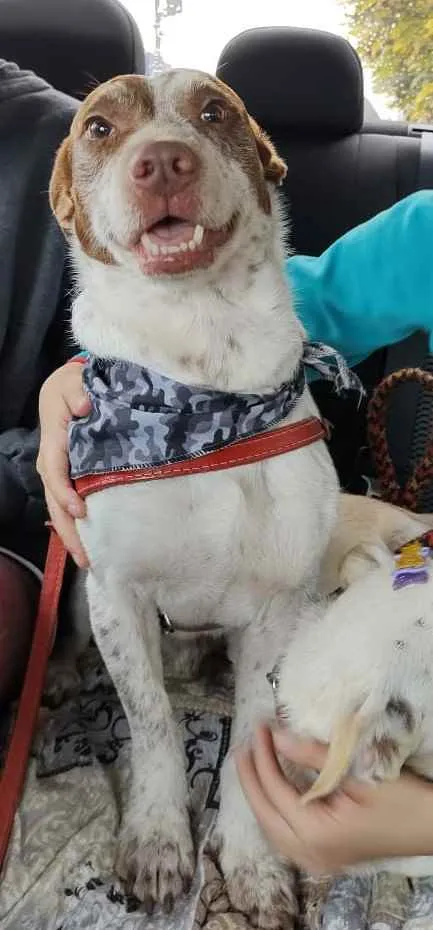 Cachorro ra a SRD idade 4 anos nome Maria e Marquinho