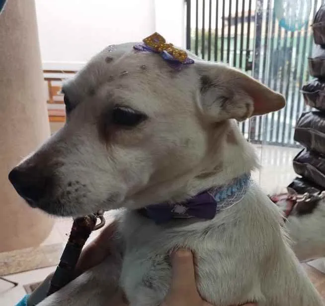 Cachorro ra a SRD idade 4 anos nome Maria e Marquinho