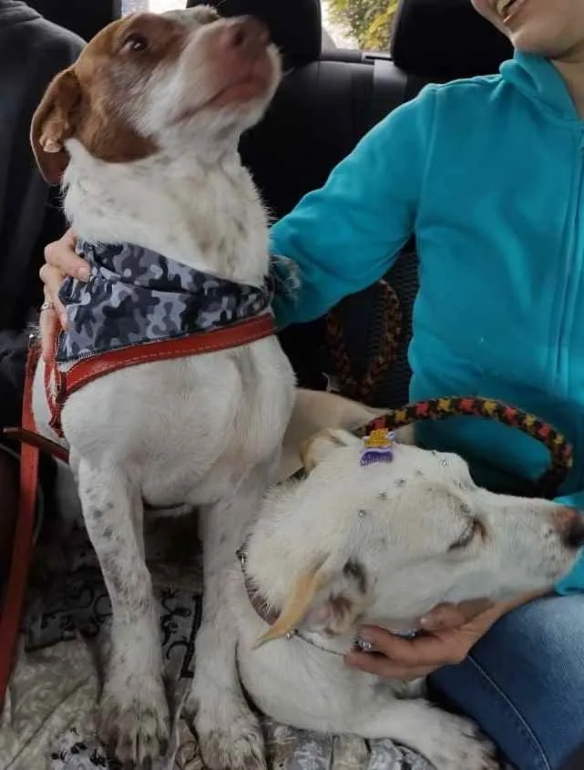Cachorro ra a SRD idade 4 anos nome Maria e Marquinho