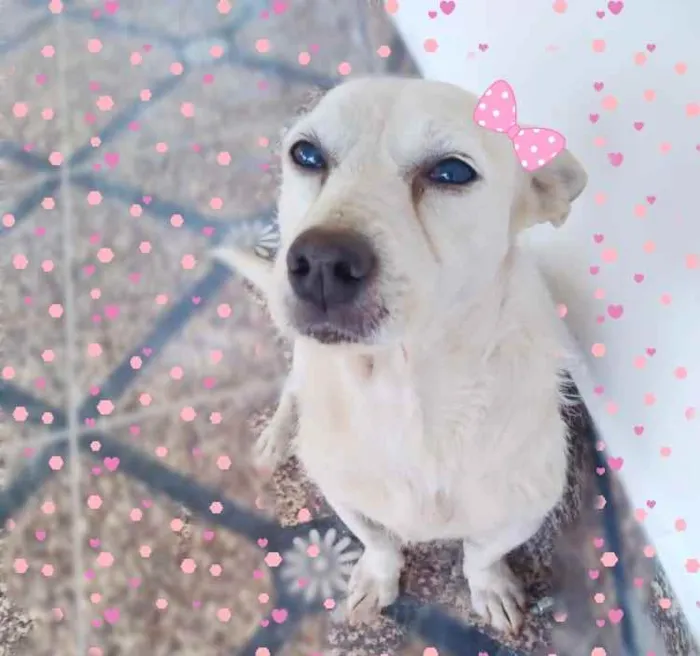 Cachorro ra a SRD idade 4 anos nome Maria e Marquinho