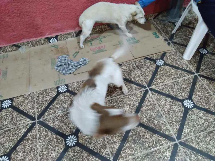 Cachorro ra a SRD idade 4 anos nome Maria e Marquinho