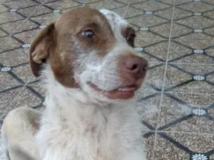 Cachorro raça SRD idade 4 anos nome Maria e Marquinho