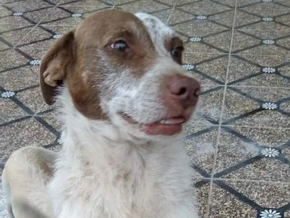 Cachorro ra a SRD idade 4 anos nome Maria e Marquinho