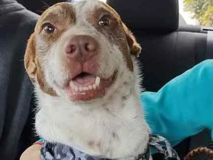 Cachorro ra a SRD idade 4 anos nome Maria e Marquinho
