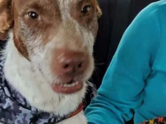 Cachorro ra a SRD idade 4 anos nome Maria e Marquinho
