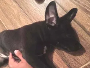 Cachorro raça Mestiço idade 7 a 11 meses nome Geraldo
