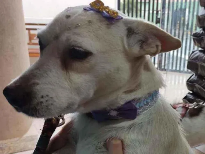 Cachorro ra a SRD idade 4 anos nome Maria