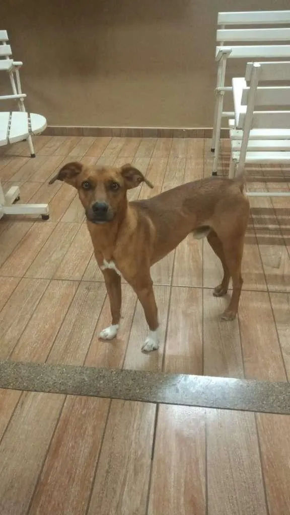 Cachorro ra a SRD-ViraLata idade 2 anos nome Lucky