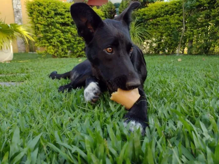 Cachorro ra a SRD-ViraLata idade 1 ano nome pita