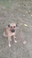 Marmita 