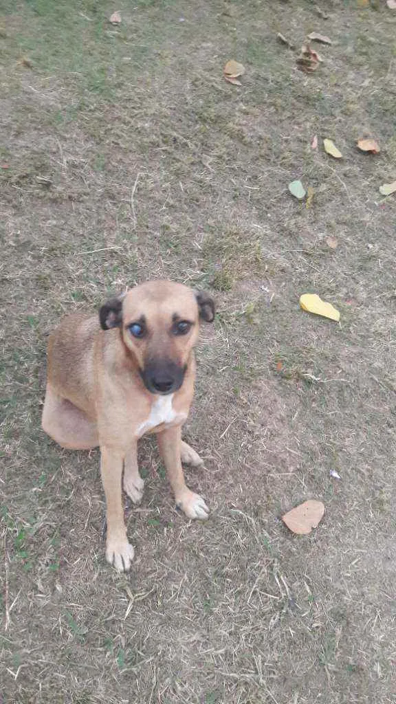 Cachorro raça Vira  lata idade 3 anos nome Marmita 